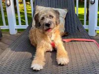 什么是迷你圣贝尔多犬?(迷你圣贝尔多犬的起源和历史)