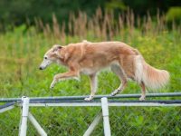 什么是长毛惠比特犬?(长毛惠比特犬的起源和历史)