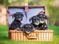 迷你雪纳瑞的价格是多少?(饲养一只迷你雪纳瑞的成本开销)