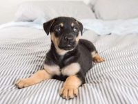 混血杜宾幼犬要多少钱一只?(饲养杜宾犬的成本开销)