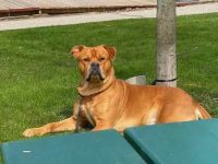 什么是斗牛獒德国牧羊犬混种?(斗牛獒德国牧羊犬的起源和历史)