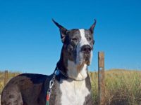 大丹犬什么时候进行剪耳比较好?(大丹犬最常见的三种剪耳方式)