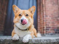 狗狗咂嘴是什么意思?(狗狗睡觉喜欢咂嘴巴的原因)