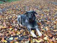 什么是德国雪纳瑞犬?(德国雪纳瑞的起源和历史)