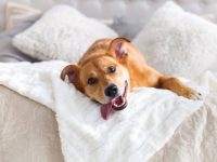 健康的狗舌头应该是什么颜色?(狗狗舌头颜色标准图片)