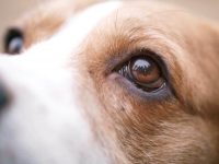 狗狗眼睛正常解剖结构是怎样的?常见的眼部疾病有哪些?