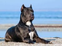 卡斯罗犬为什么要剪耳?(卡斯罗剪耳的背后历史)