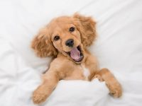 为什么我的狗总是发出咀嚼声?(如何阻止狗狗破坏性咀嚼)