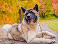 秋田杂交品种有哪些?(38种混血秋田的简介和特点)