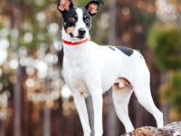 德克尔鼠梗犬的价格是多少?(德克鼠梗的优缺点)