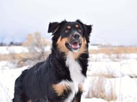 混血澳大利亚牧羊犬的有哪些?(48种杂交澳大利亚牧羊犬的优缺点)