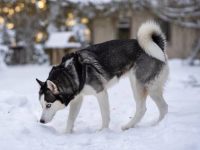 哈士奇为什么有卷曲的尾巴?(镰刀尾和卷尾有什么区别)