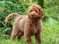 一只可卡犬要多少钱?(盘点全球出售高质量可卡犬的十大排名)