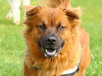 松狮犬杂交品种有哪些?(28种混血松狮犬的简介和特点)