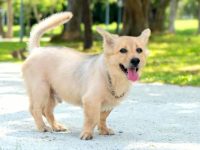 柯基犬交品种有哪些?(64种混血柯基犬的简介及优缺点)