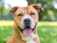 沙皮狗杂交品种有哪些?(37种沙皮犬的简介和特点)