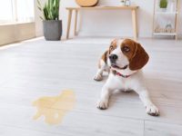 狗狗的尿液什么颜色才是正常?(狗狗的尿液颜色对照及其原因)