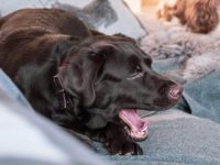 狗狗的喉咙里会出现毛球吗?(给狗狗吃什么可以去除毛球?)