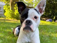 混血英国斗牛犬多少钱一只?(英国斗牛犬的一年的成本开销)