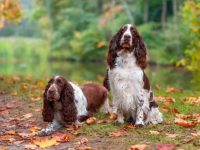 英国史宾格犬混种有哪些?(28 种独特且聪明的史宾格犬杂交品种)