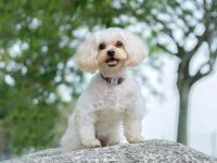 混血贵宾犬的品种有哪些?(61种杂交贵宾犬的简介及优缺点)