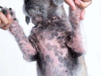 狗狗皮肤上有黑点是怎么回事?(狗狗皮肤上出现黑斑的5种原因)