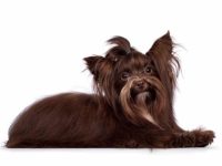 巧克力约克夏多少钱一只?(饲养约克夏幼犬的花费清单)