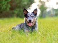 澳大利亚牧牛犬多少钱一只?(澳大利亚牧牛犬的优点与缺点)