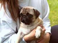 狗狗被抱起来时尖叫并颤抖怎么办?(新手接狗的入门攻略及注意事项)