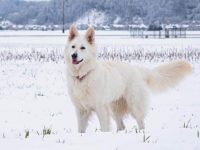 一只白色瑞士牧羊犬要多少钱?(白色瑞士牧羊犬的优缺点)