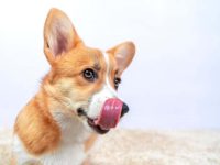 狗狗一直咂嘴是怎么了?(狗狗咂嘴的15个主要原因)