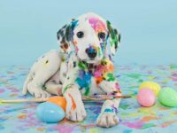 彩虹斑点狗是真的吗?(斑点狗到底有几种颜色?)