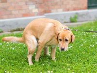 狗狗拉的便便是橙色的怎么回事?(狗狗拉橙屎的7种原因)