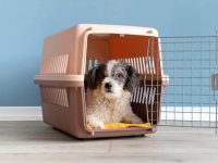 混血比熊犬卷毛多少钱一只?(饲养比熊犬的成本开销)