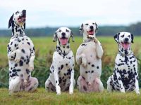 斑点狗有哪些品种?(59种斑点狗的简介及优缺点)