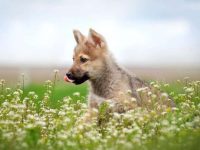 狼狗幼犬多少钱一只?(影响狼狗成本的5个因素)