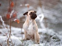 公犬的生殖系统是怎么构造的?(狗狗阴茎的结构解剖)