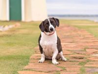 混血巴吉度猎犬的品种有哪些?(50种杂交巴吉度猎犬的简介及优缺点)