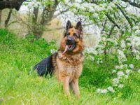 什么是阿尔萨斯犬?(阿尔萨斯品种的起源和历史)