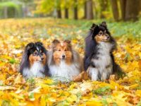 喜乐蒂牧羊犬多少钱一只?(喜乐蒂牧羊犬的饲养成本清单)