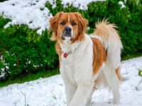 圣伯纳混血品种有哪些?(25种最可爱的圣伯纳杂交狗狗)