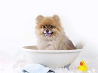 2024年最受欢迎的31种泰迪狗狗品种(泰迪熊犬的优缺点)