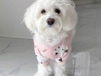 白色马尔蒂普多少钱一只?(饲养白色马尔蒂普一年的花费)