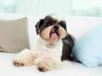 什么是黑白西施犬?(黑白西施犬的性格特征)