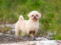 混血马耳他的品种有哪些?(41种杂交马耳他的简介及优缺点)