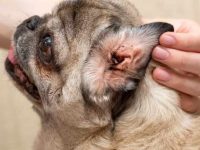 狗狗耳朵里有黑色的东西是什么?(狗耳朵里有黑色东西的7种原因)