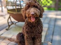 巧克力金毛犬要多少钱一只?(饲养巧克力金毛犬的成本清单)