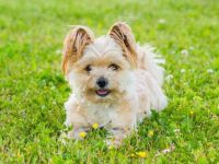 混血博美犬要多少钱一只?(饲养博美犬的成本开销)