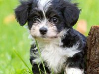 哈瓦那犬要多少钱一只?(哈瓦那犬的饲养成本清单)