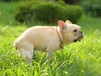 狗狗拉的便便是绿色的怎么回事?(狗狗拉绿屎的5种原因)